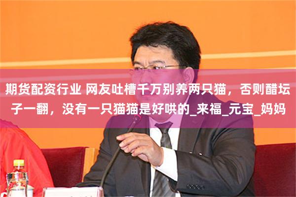 期货配资行业 网友吐槽千万别养两只猫，否则醋坛子一翻，没有一只猫猫是好哄的_来福_元宝_妈妈